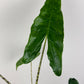 Alocasia Zebrina Reticulata