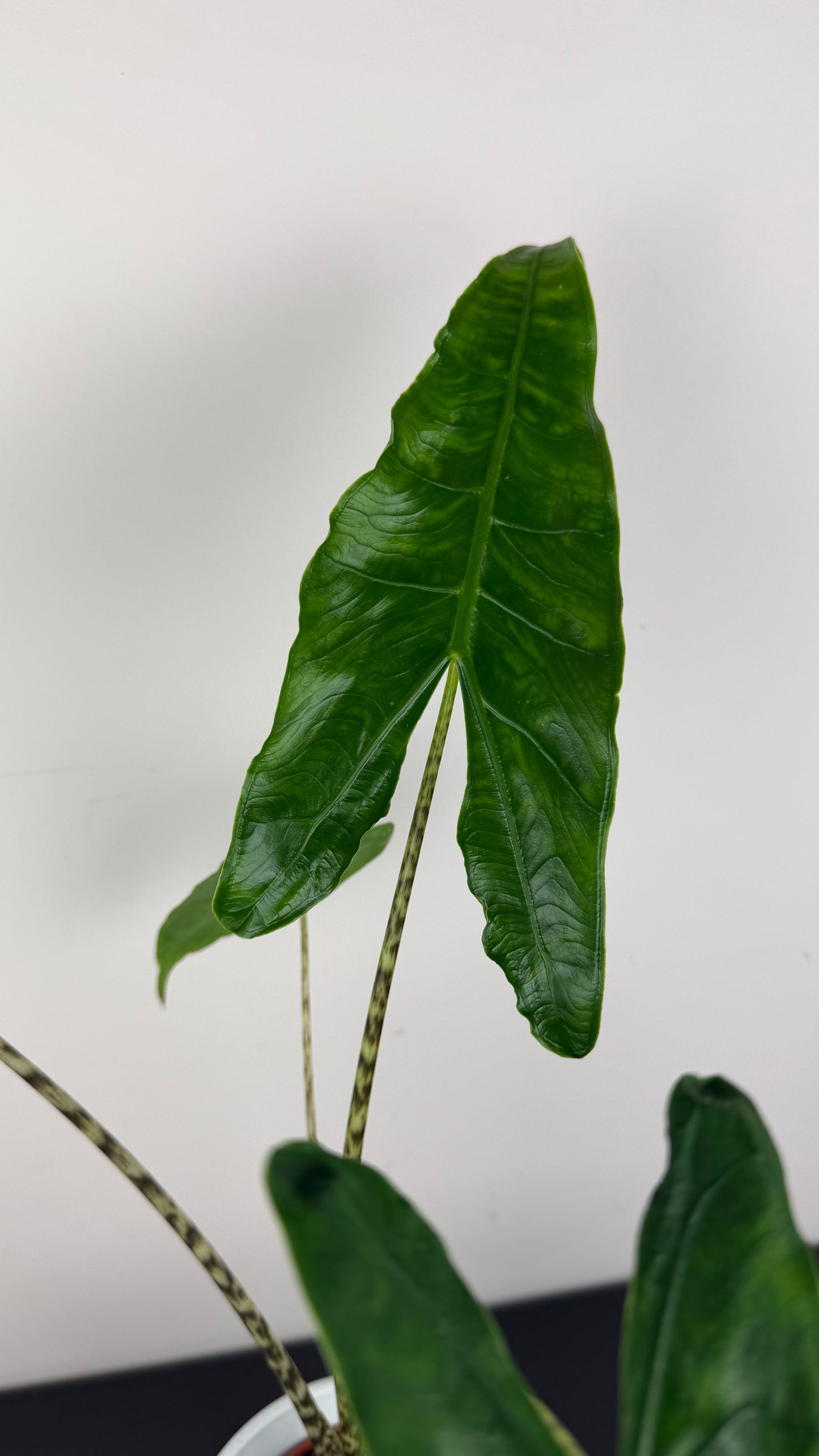 Alocasia Zebrina Reticulata
