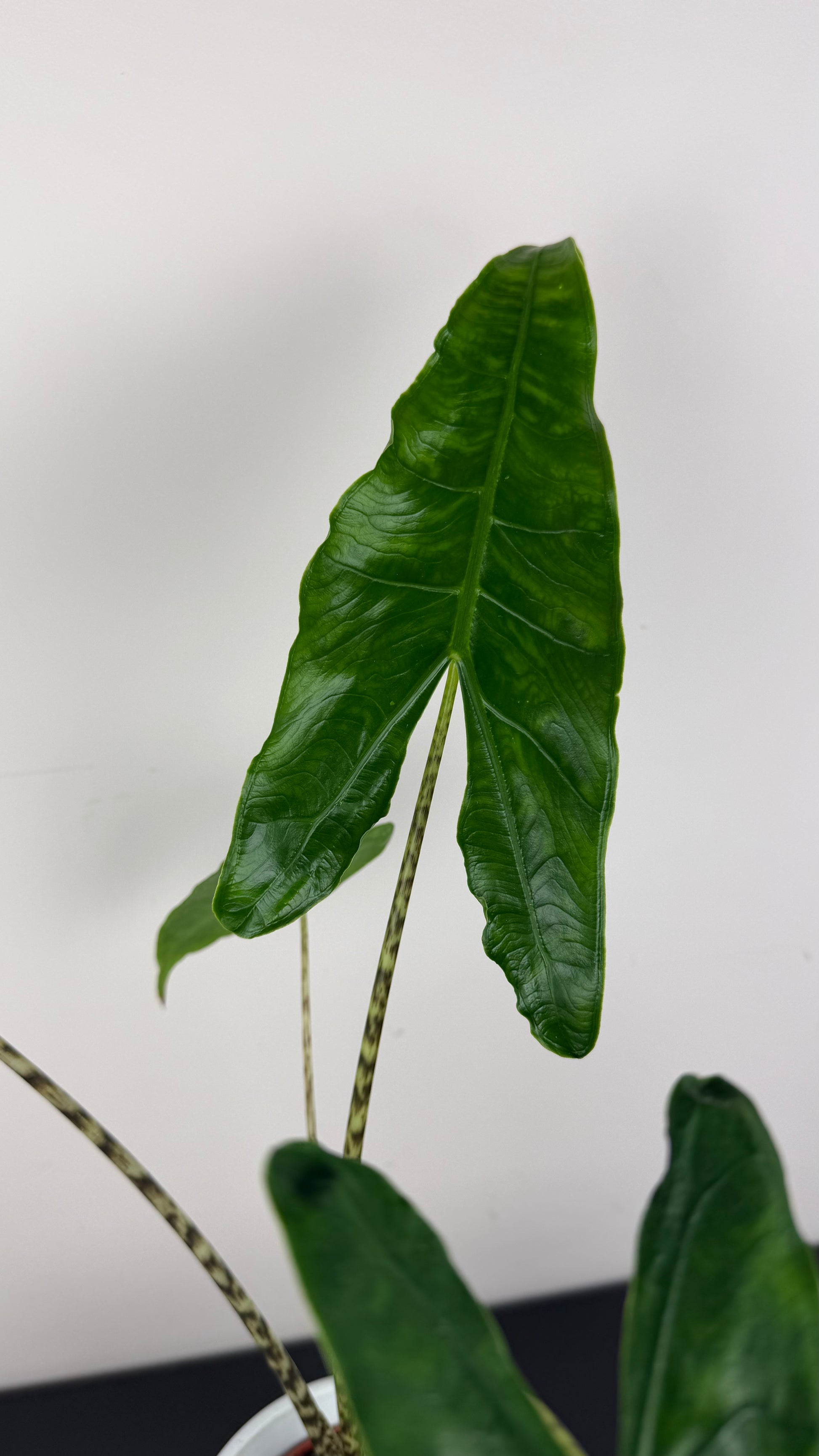 alocasia zebrina reticulata Alocasia Zebrina Reticulata – www.augi-plants.lv
