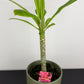 Plumeria Rubra Hawaiian