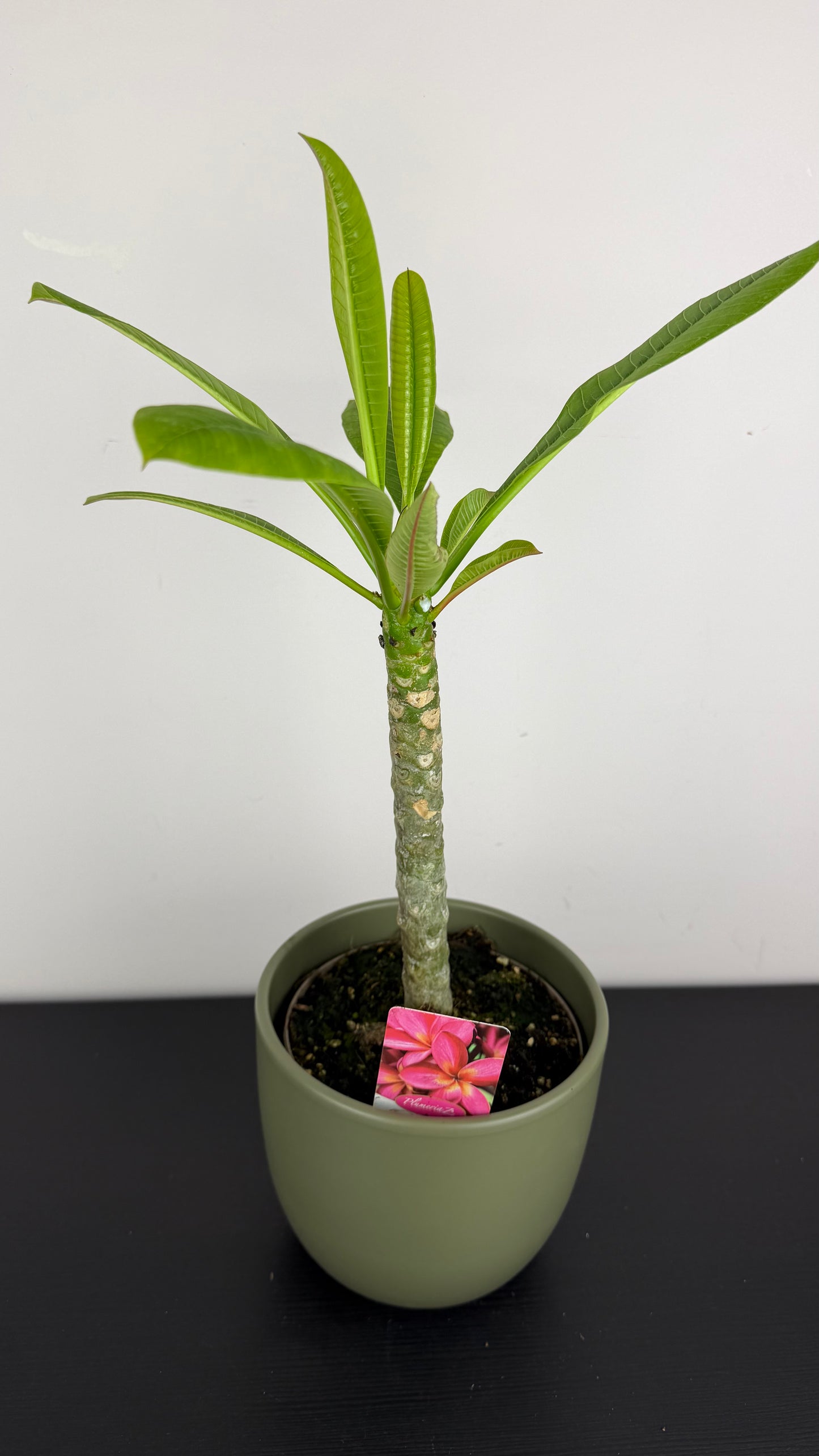 Plumeria Rubra Hawaiian