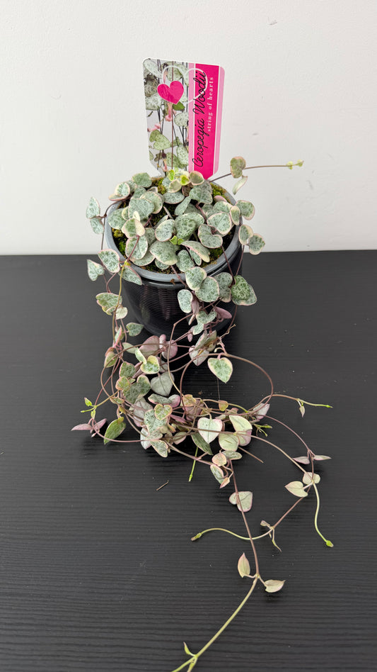 Ceropegia Woodii variegata  String of hearts variegata