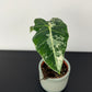 Alocasia Frydek Variegata