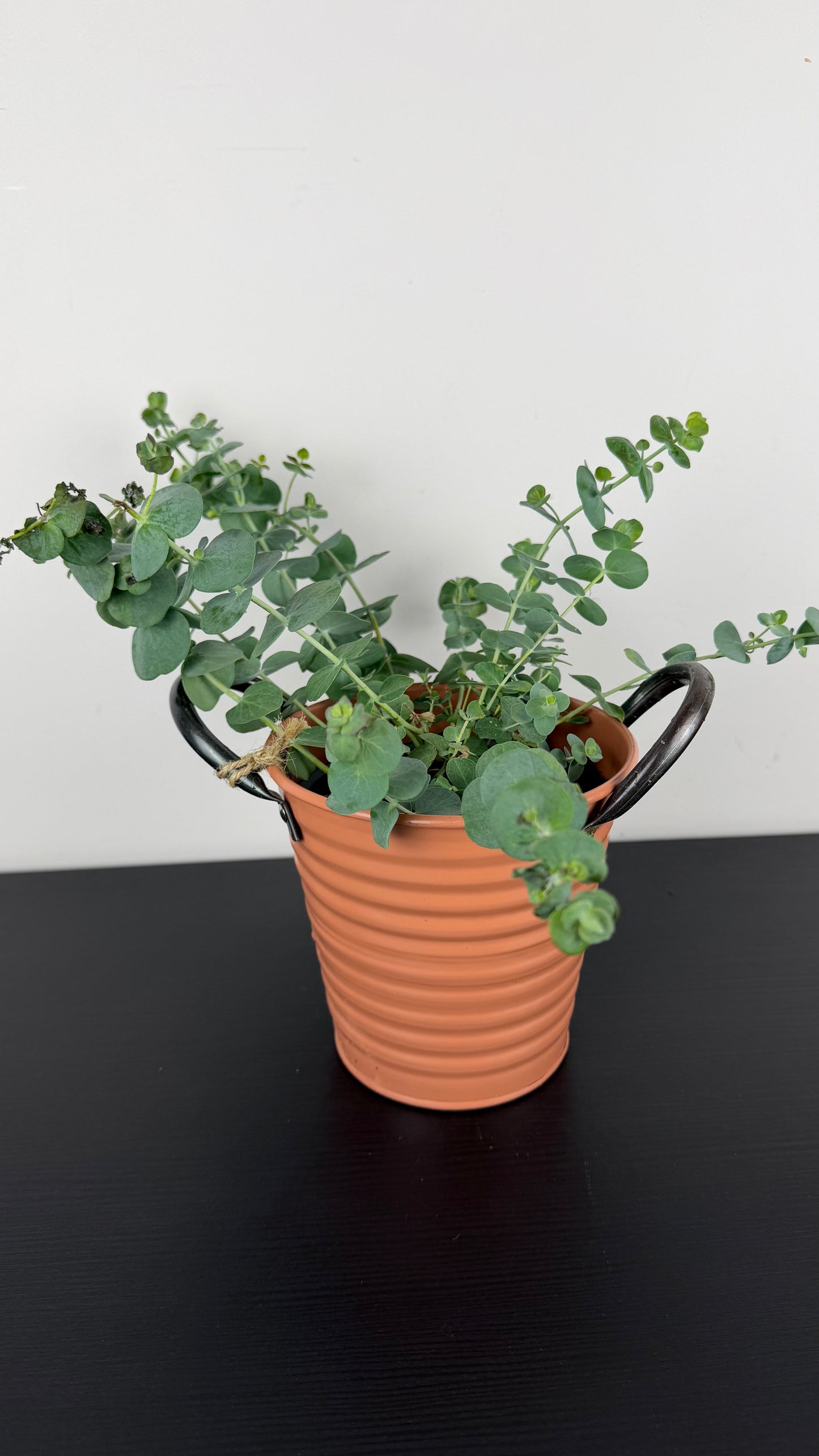 Eucalyptus Gunnii