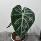 Alocasia Pink Dragon