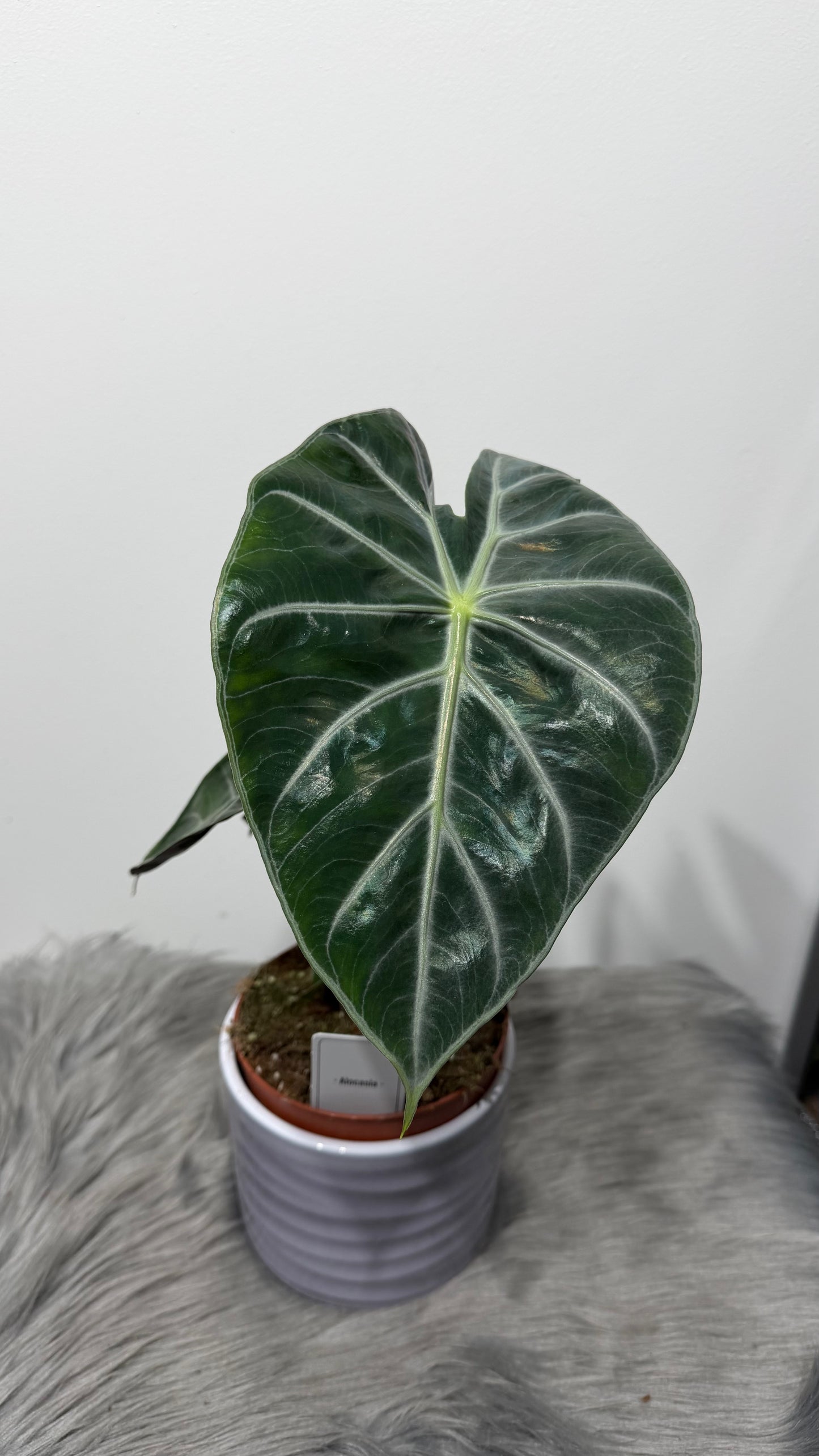 Alocasia Pink Dragon