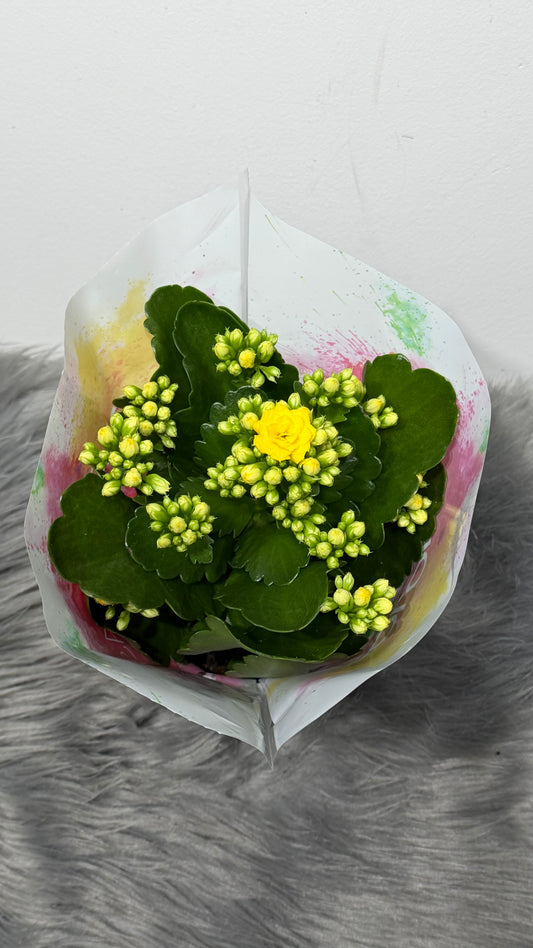 Kalanchoe Yellow