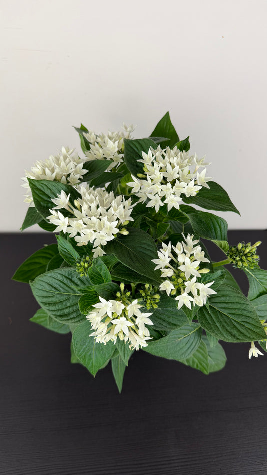 Pentas Lanceolata White