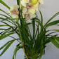 Cymbidium 3