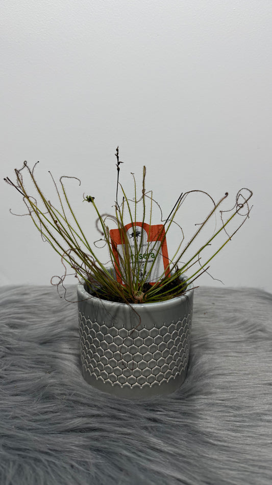 Mušķērājs Drosera 2