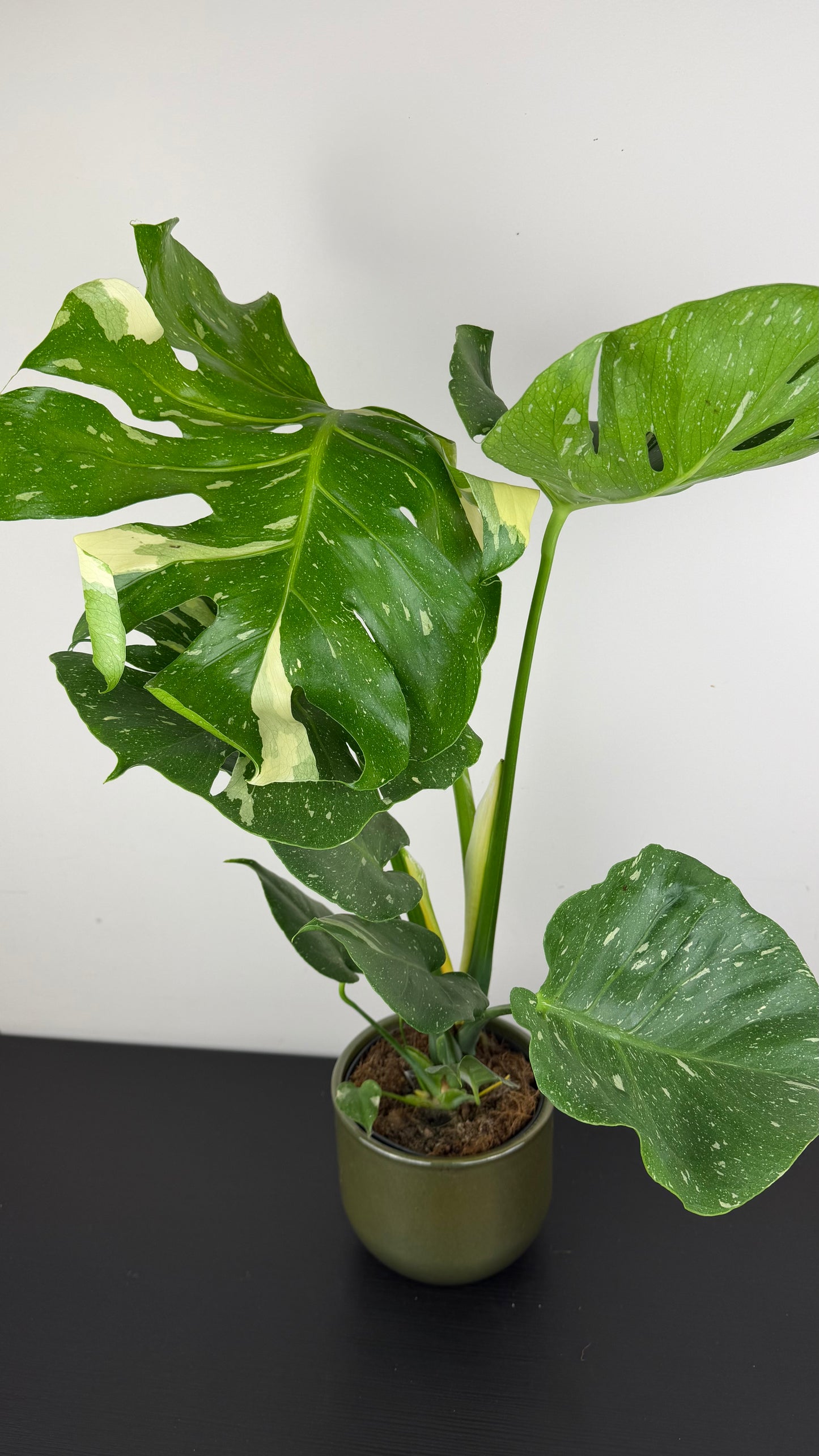 Monstera Thai Constellation