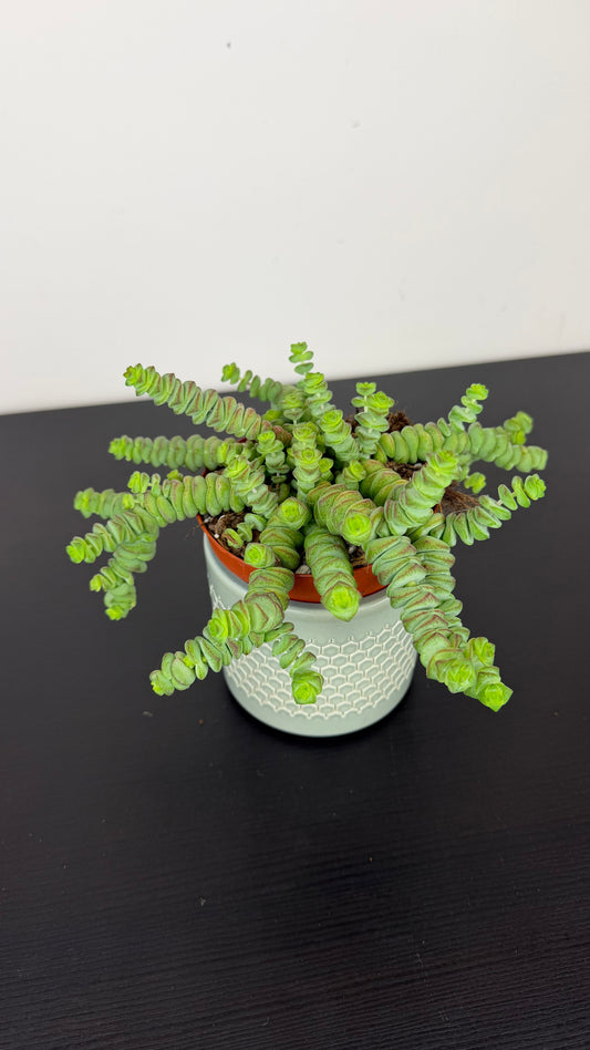 Crassula Marnieriana