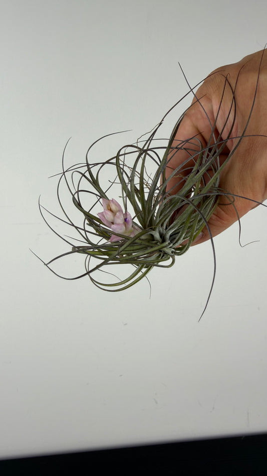 Tillandsia Air plant 11