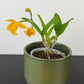 Cattleya 3