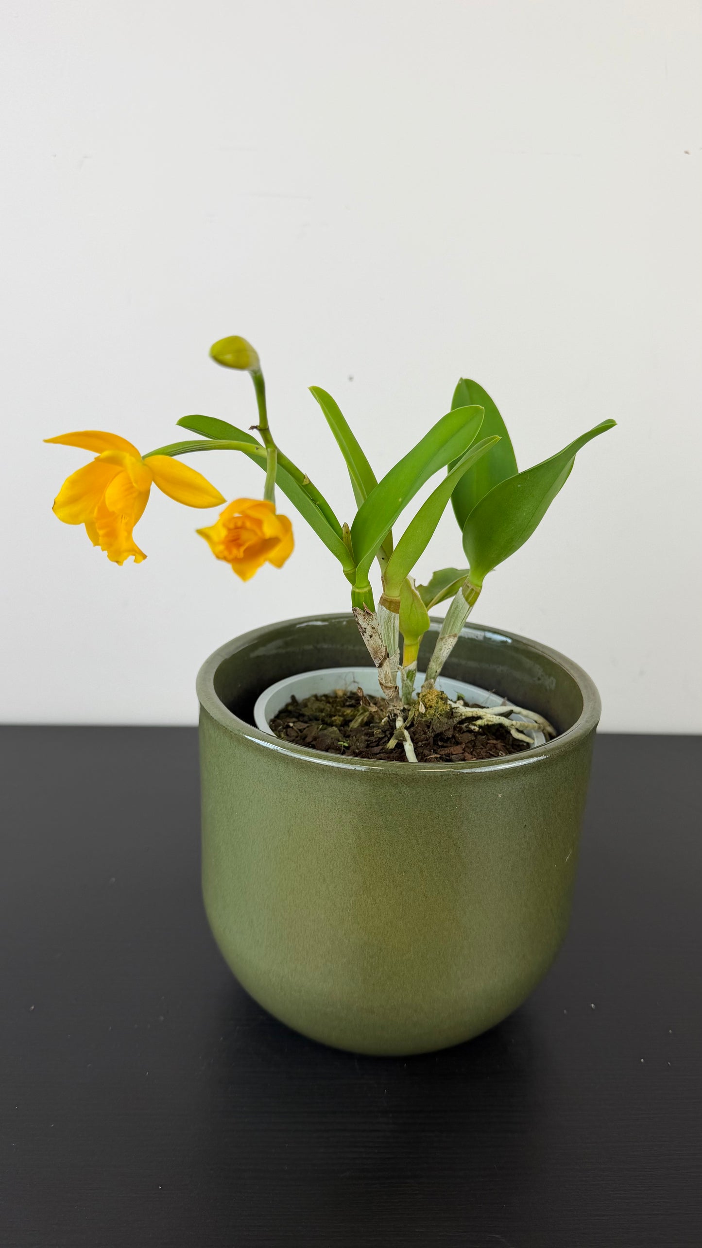 Cattleya 3