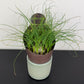 Albuca humilis