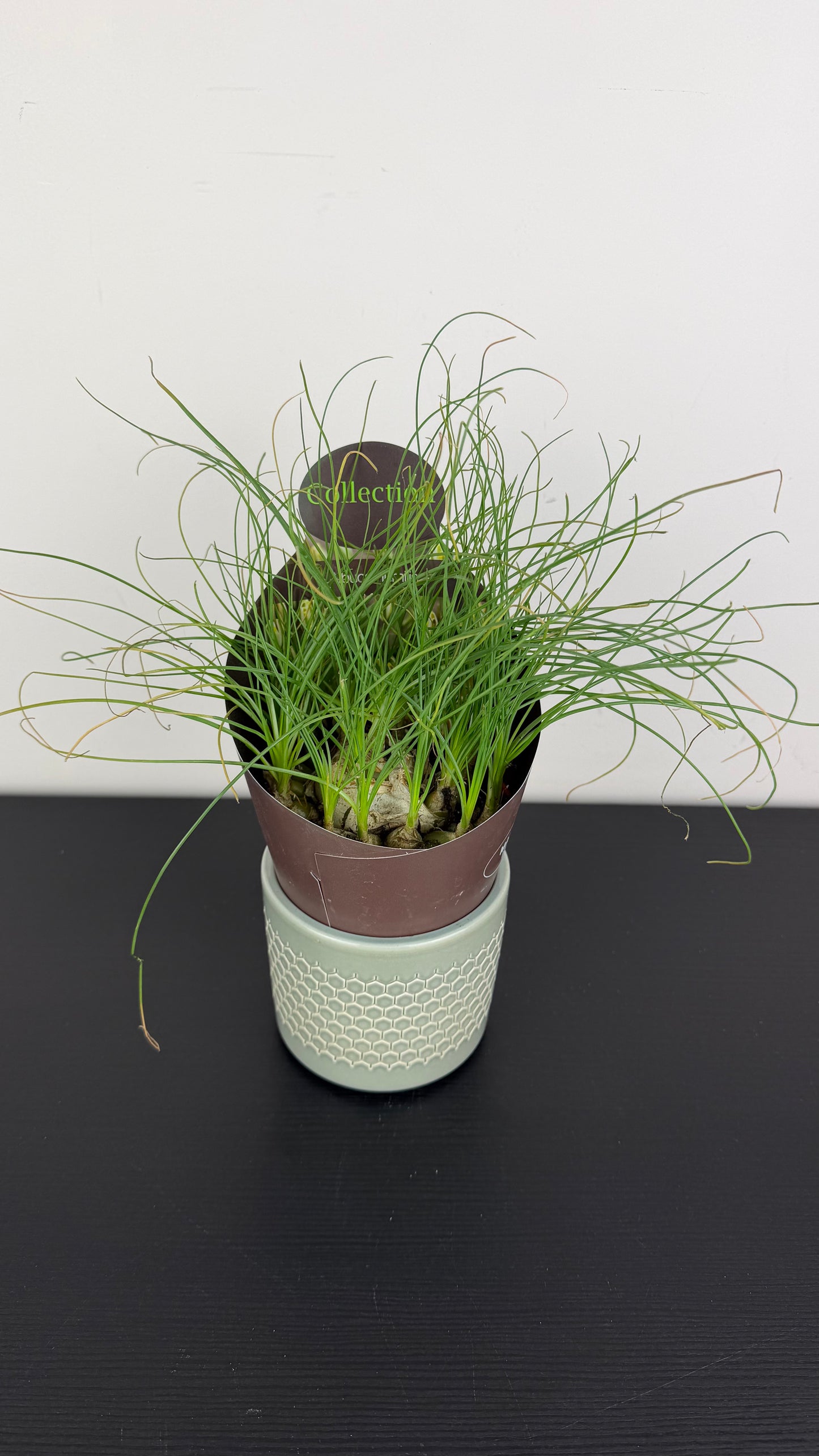 Albuca humilis