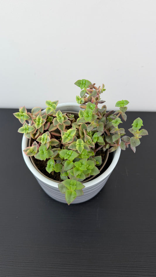 Crassula 1