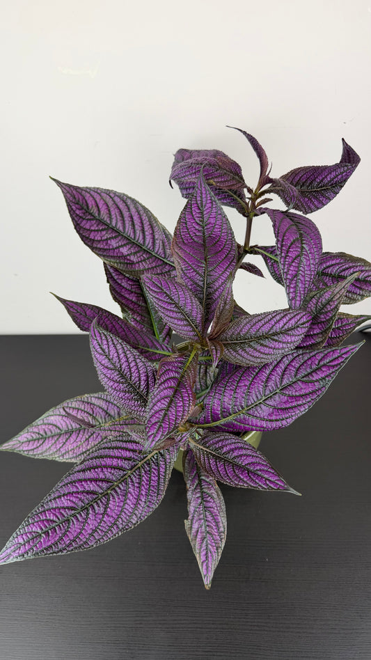 Strobilanthes