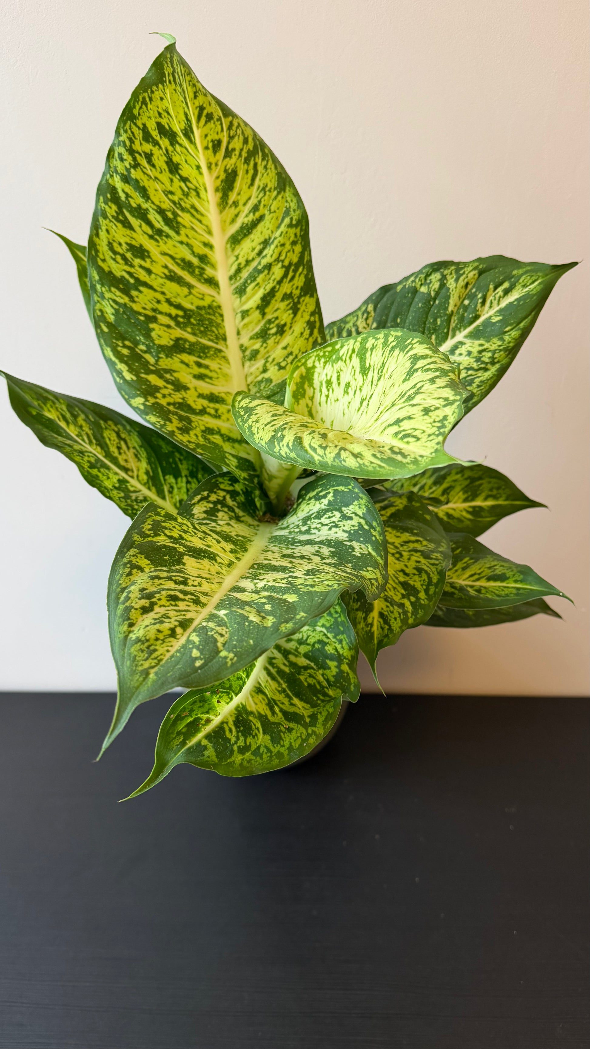 dieffenbachia mars Dieffenbachia Mars – www.augi-plants.lv