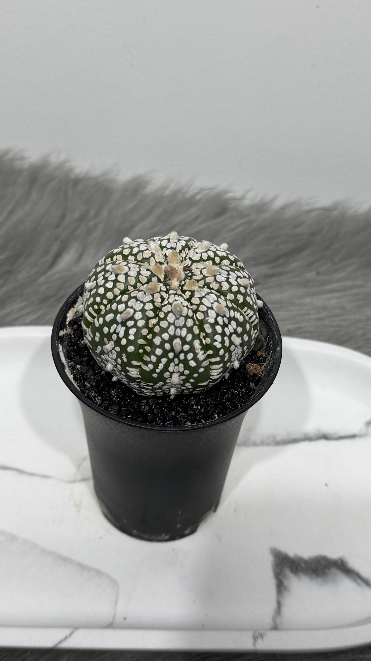 Astrophytum Asterias