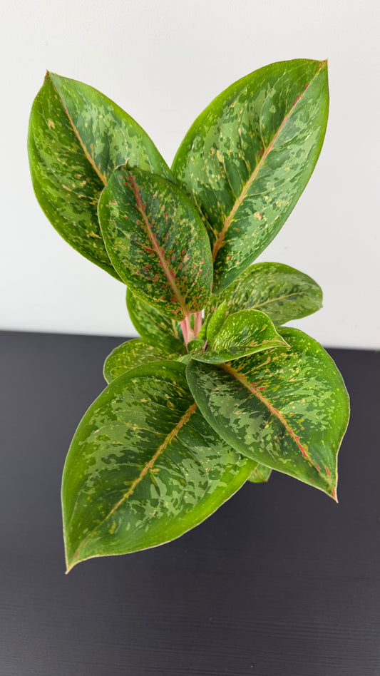 Aglaonema 17