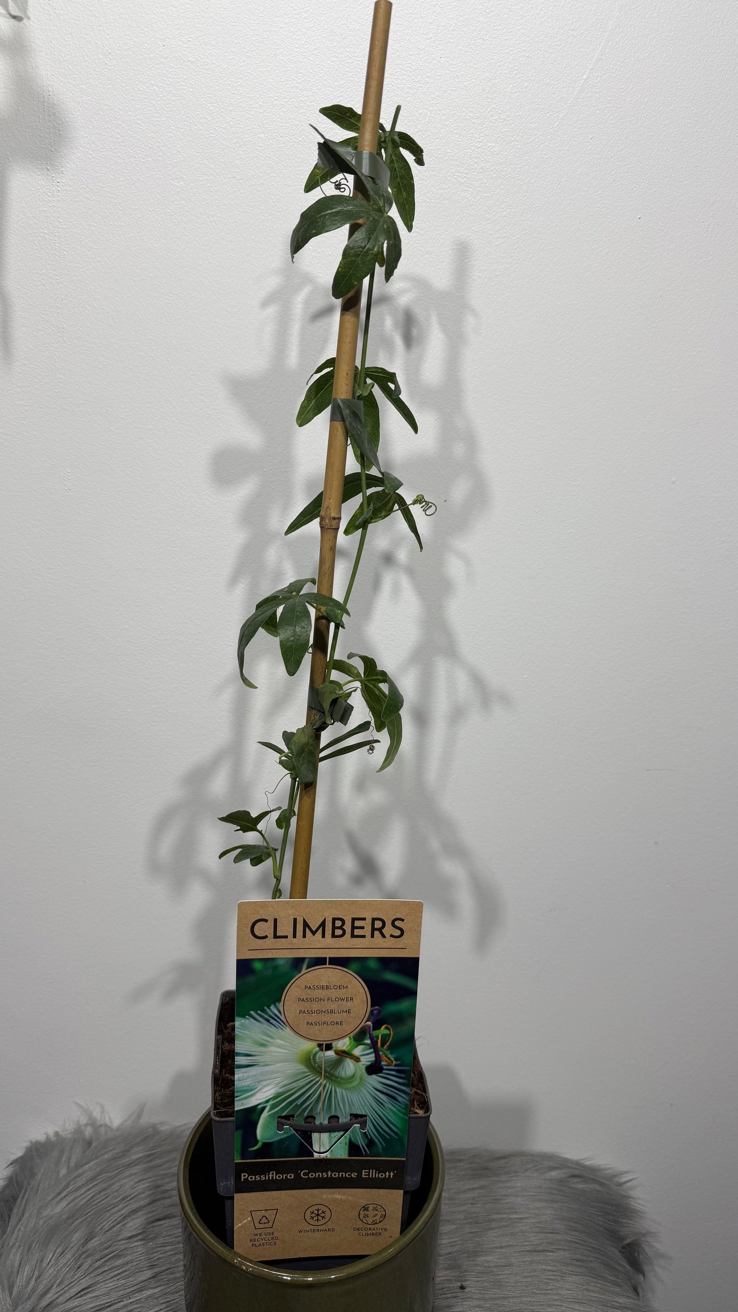 Passiflora Caerulea Constance