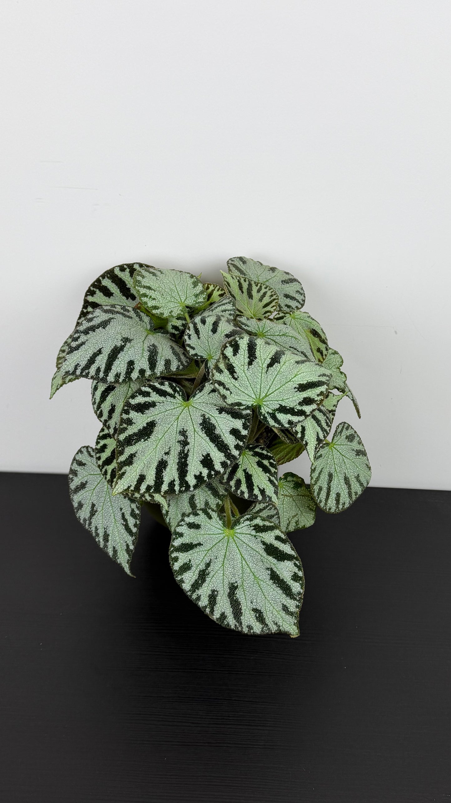 Begonia Silver Jewell