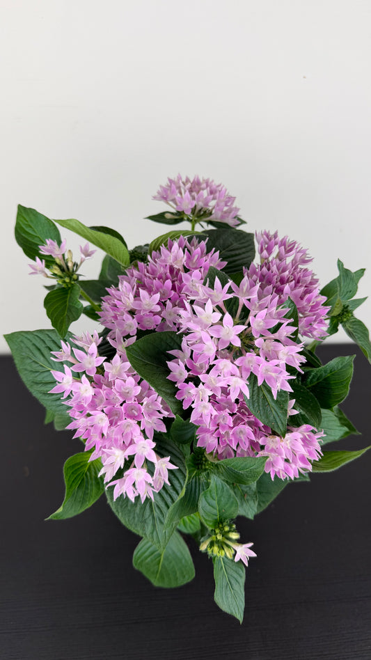 Pentas Lanceolata Lavandula