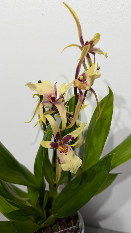 Cambria 7