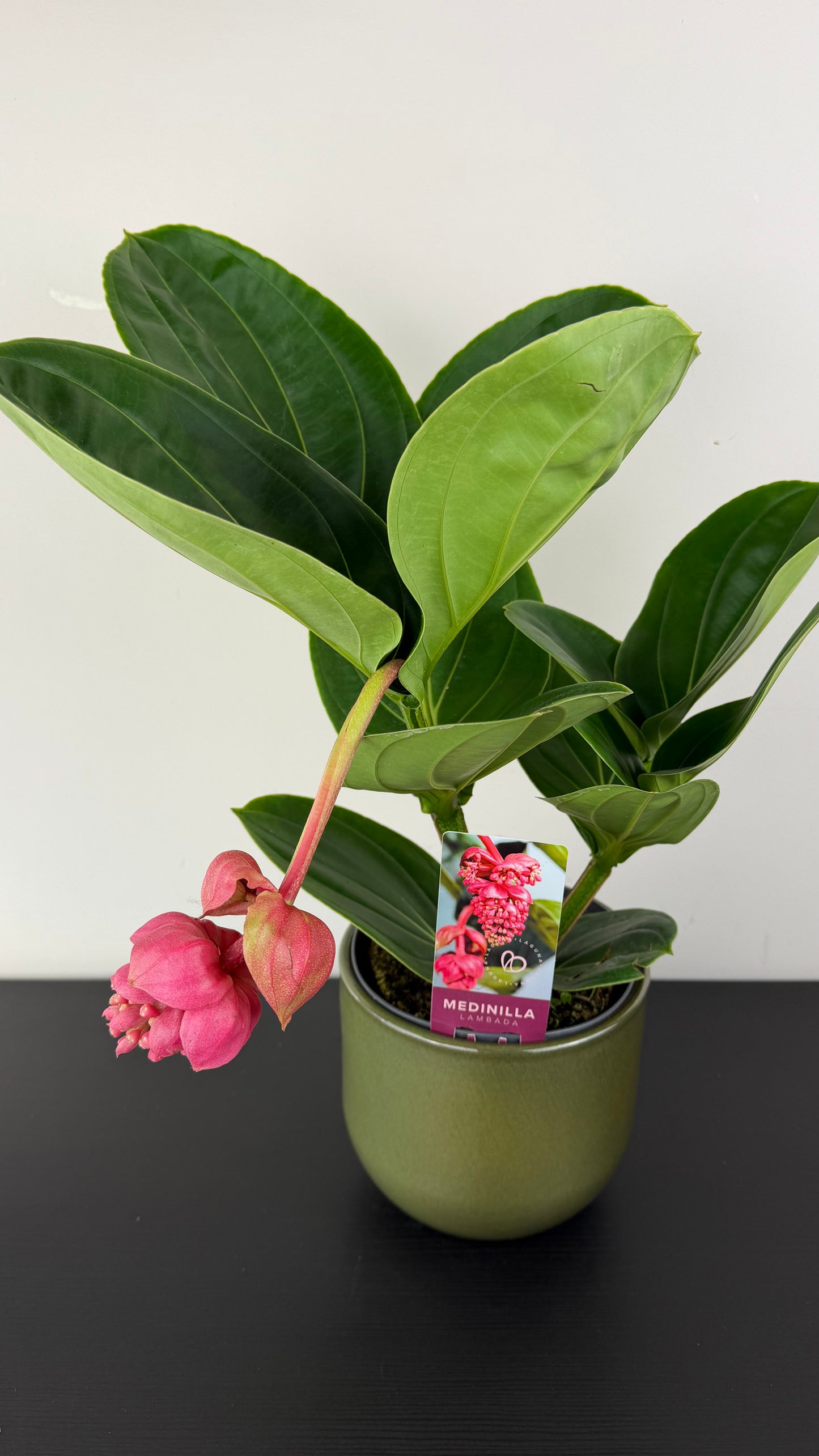Medinilla Candy