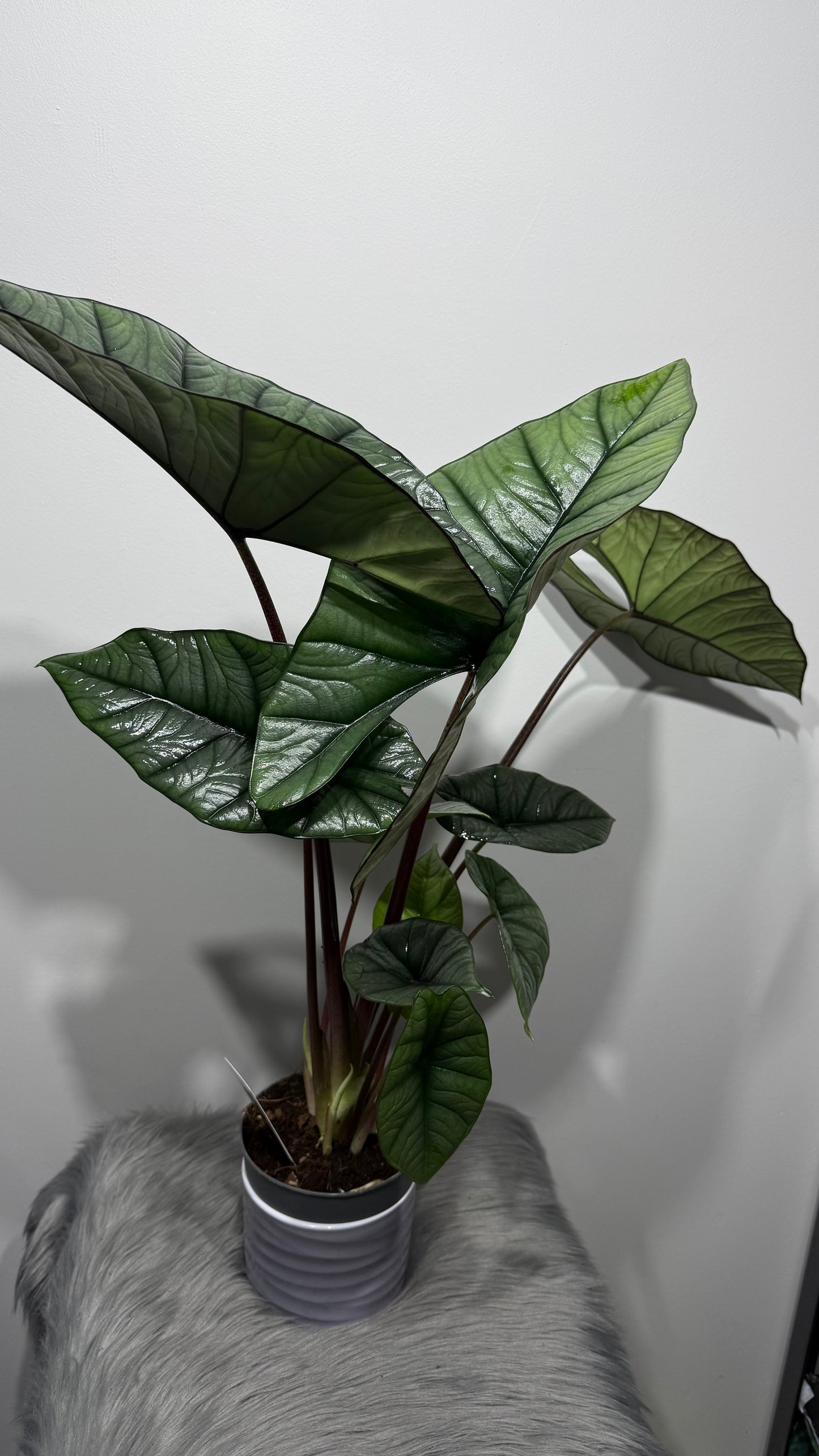 Alocasia Platinum
