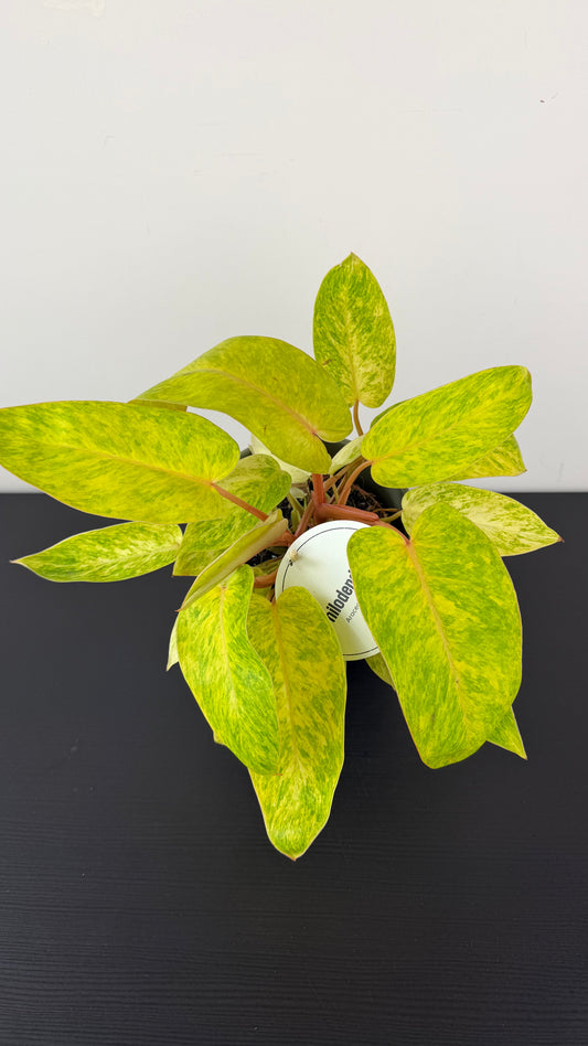 Philodendron Painted Lady