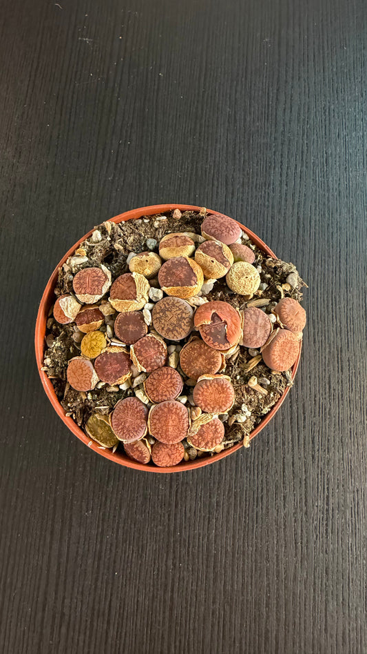 Lithops 10