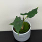 Alocasia sulawesi Green Carpet