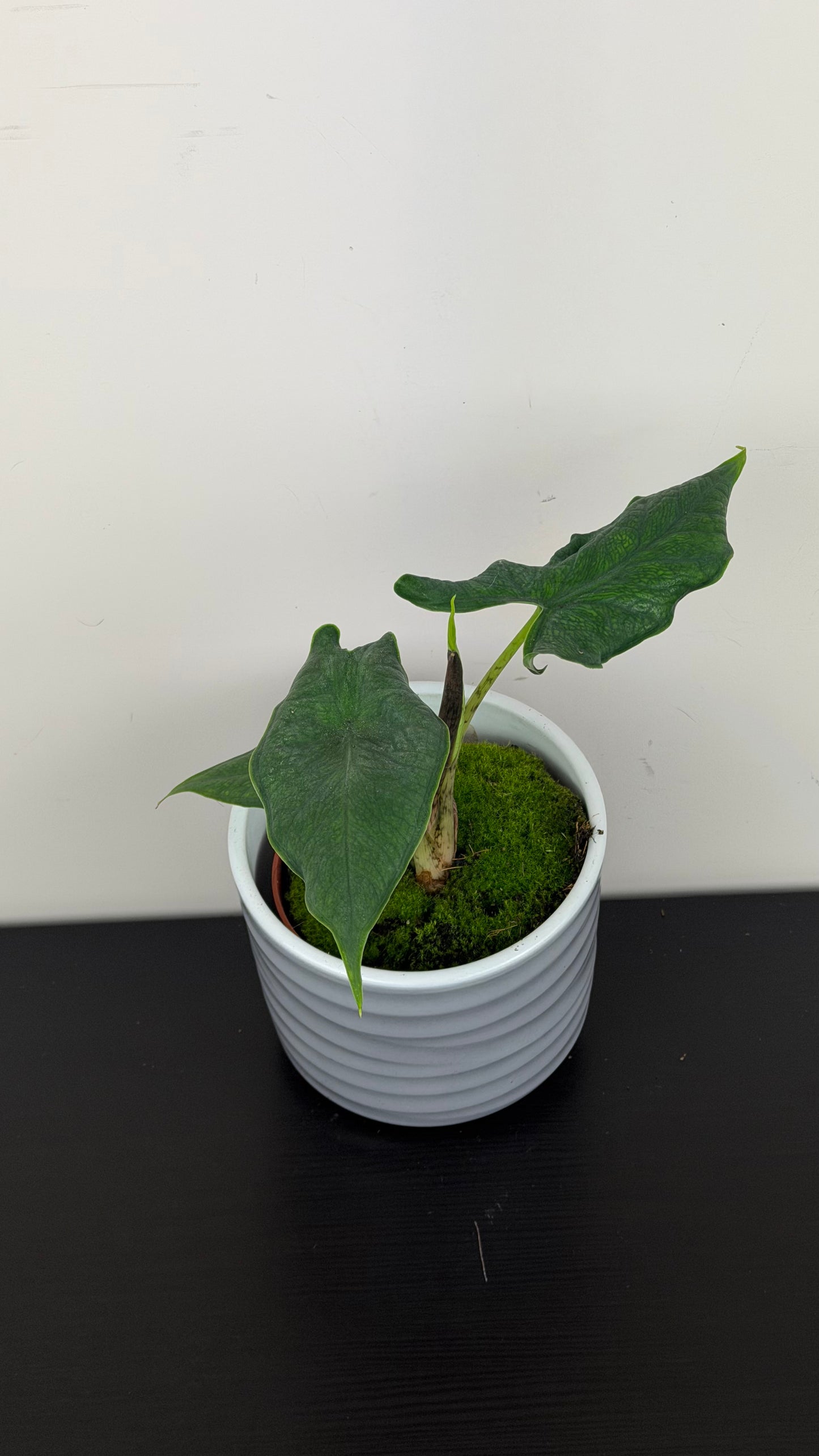 Alocasia sulawesi Green Carpet
