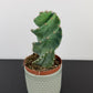 Cereus Peruvianus Tortuosus