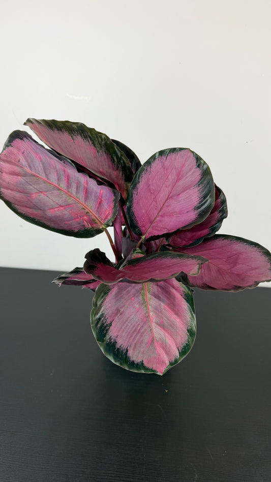 Calathea Roses Crimson