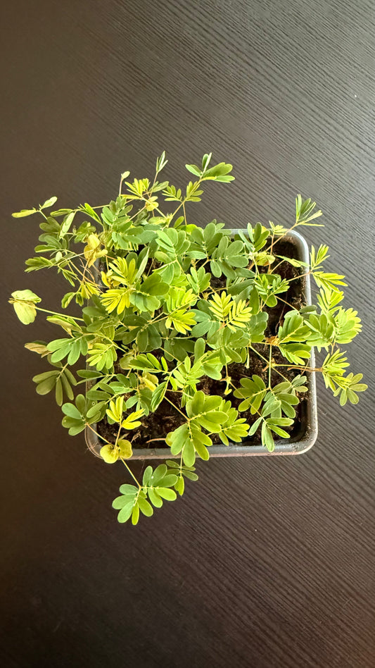 Mimosa Pudica