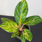 Aglaonema Peach Pearl