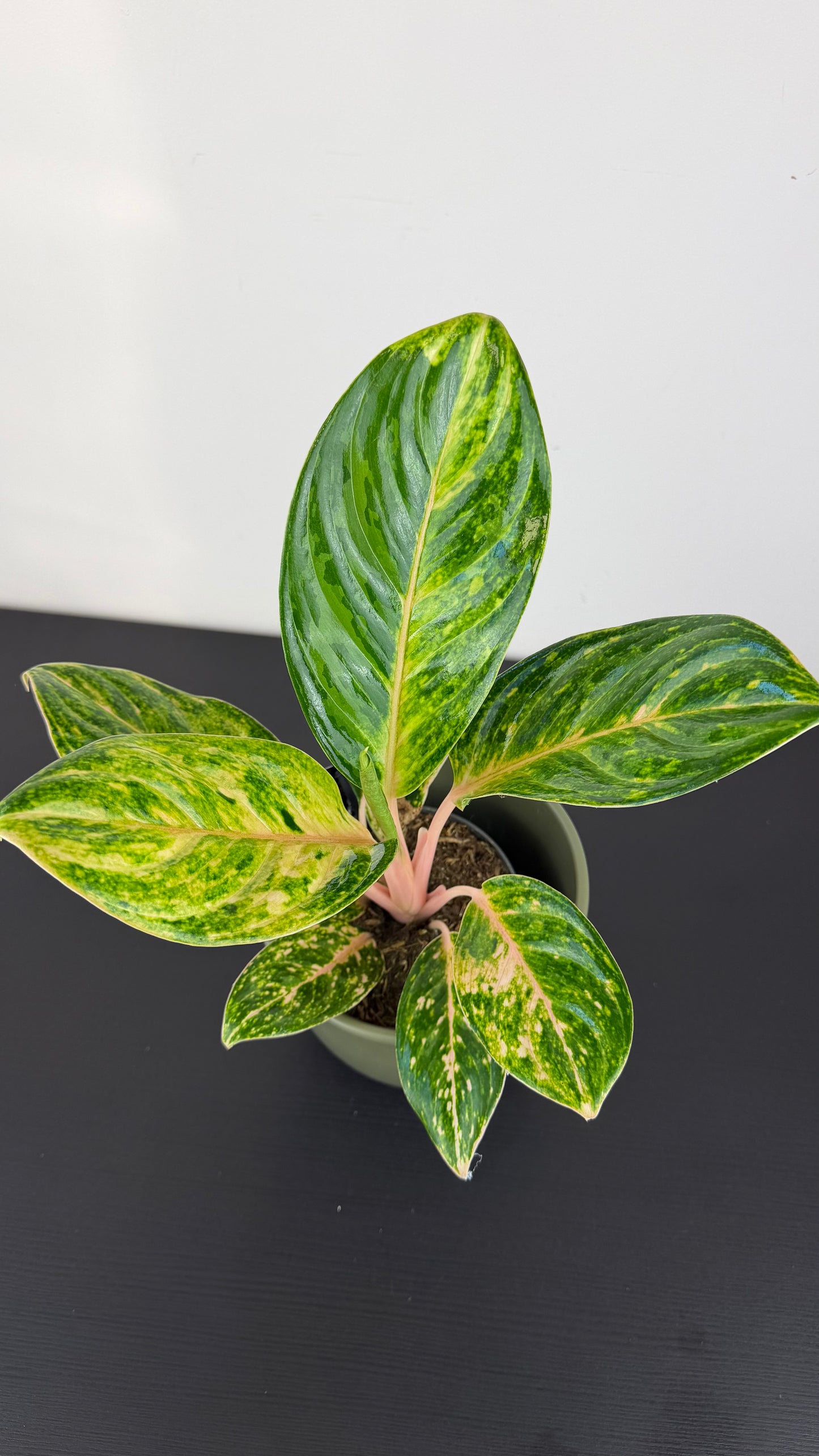 Aglaonema Peach Pearl