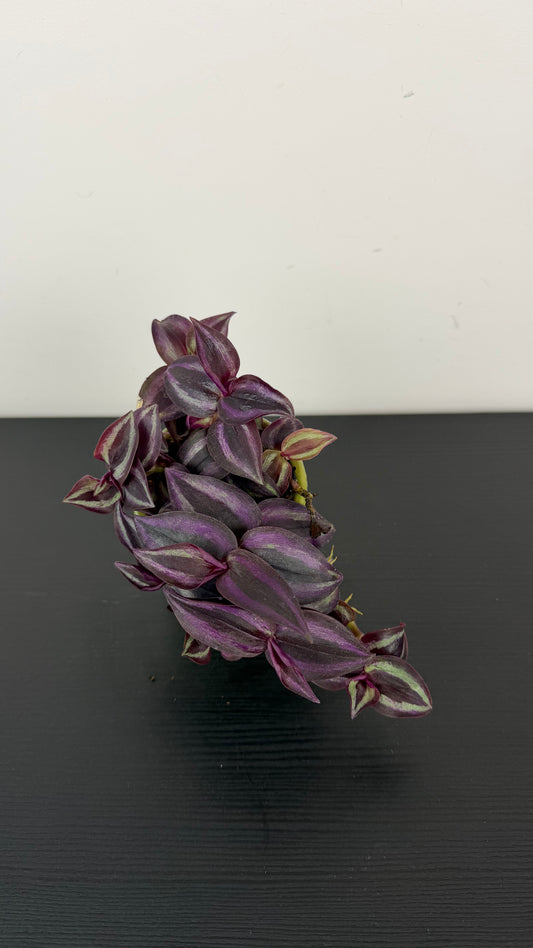 Tradescantia Pink Paradise