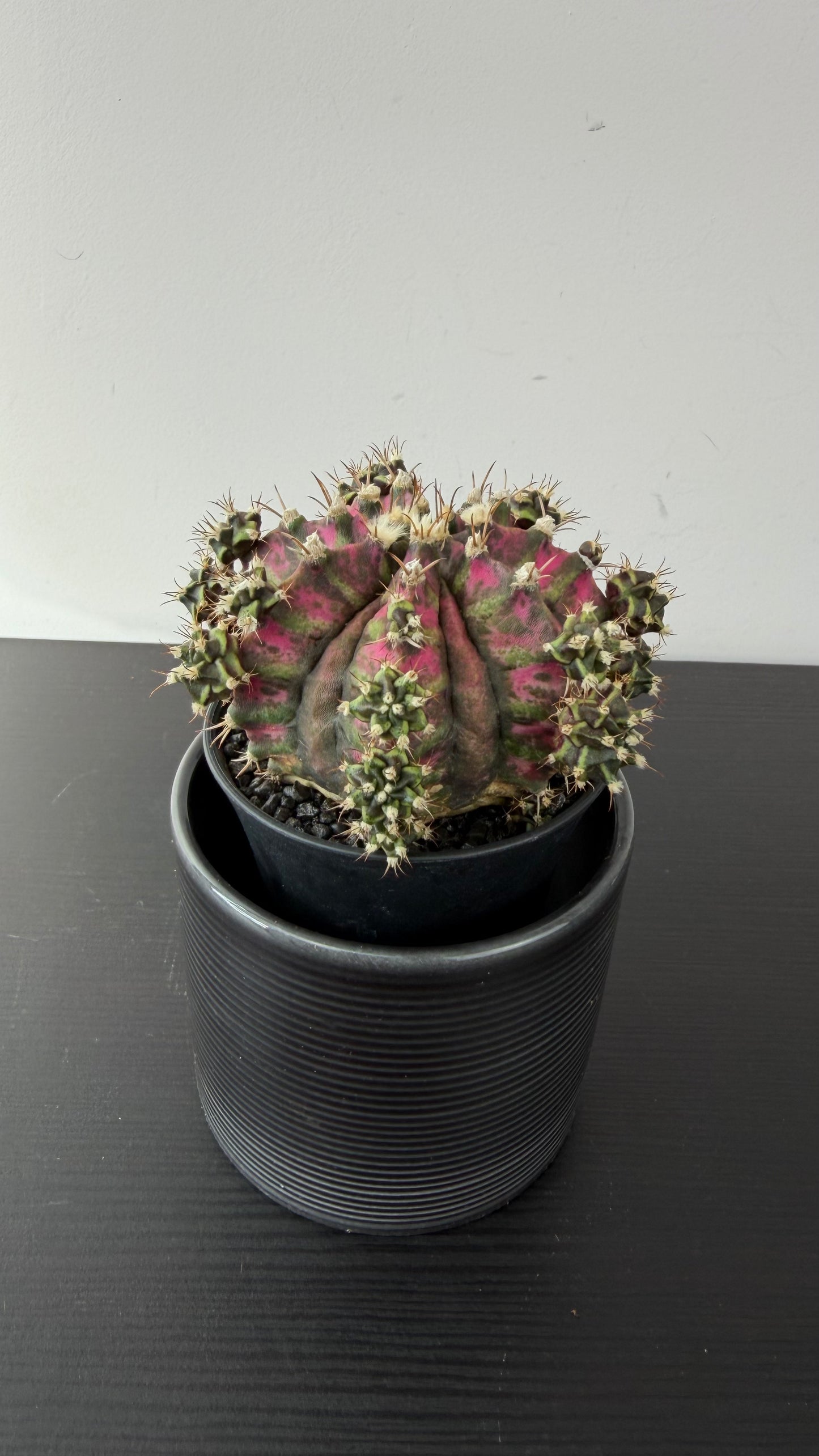 Gymnocalycium T-Rex Hybrid