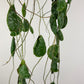 Hoya imbricata