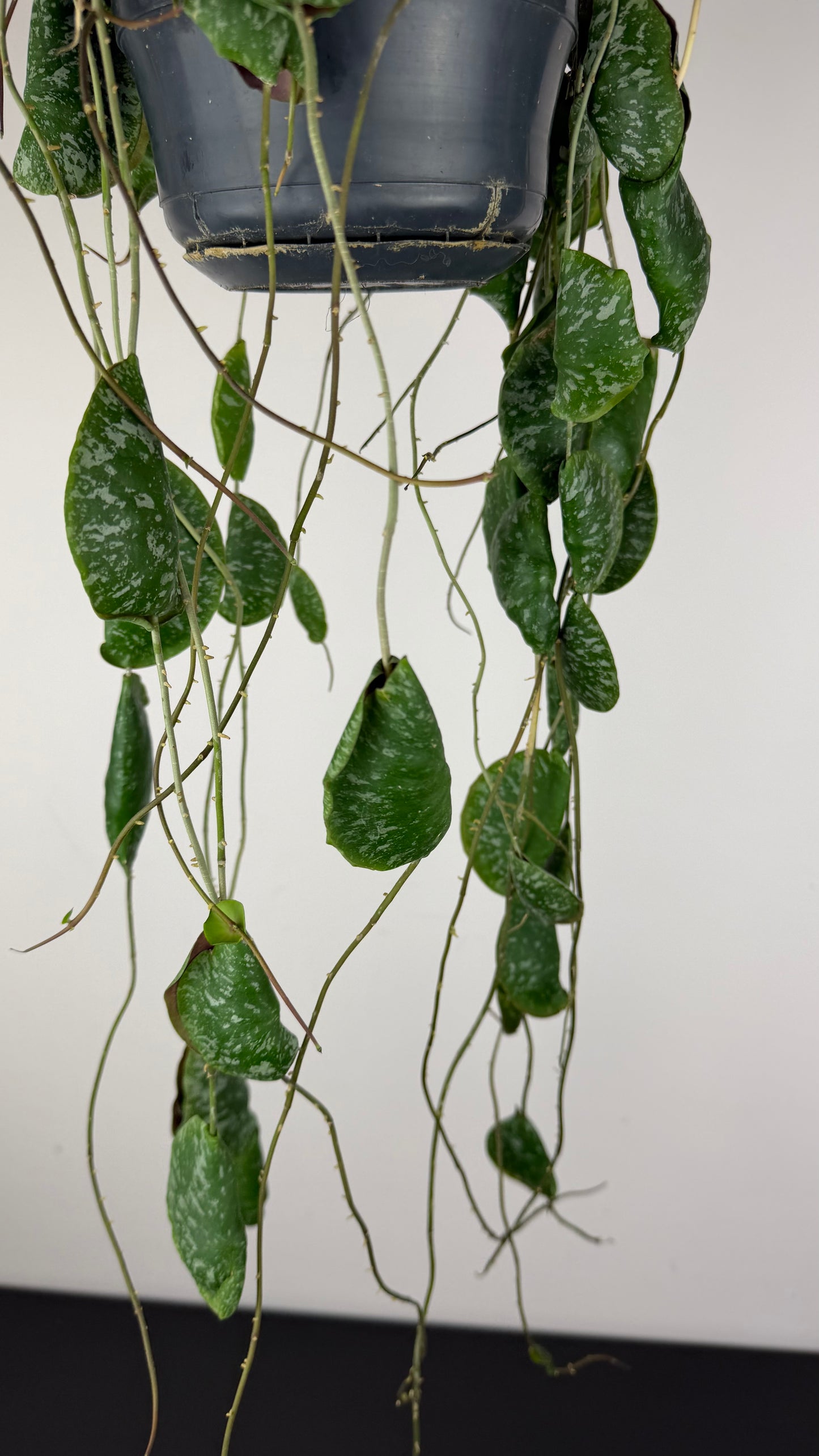 Hoya imbricata