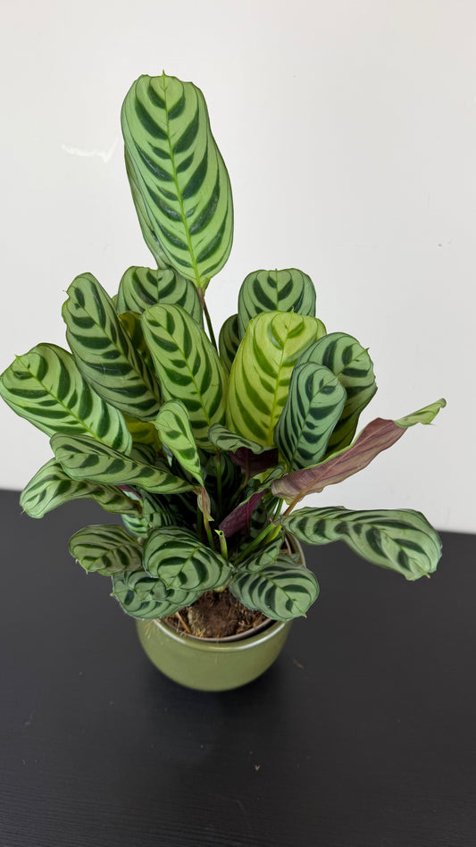Calathea 2
