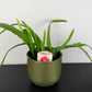 Epiphyllum Red Tip