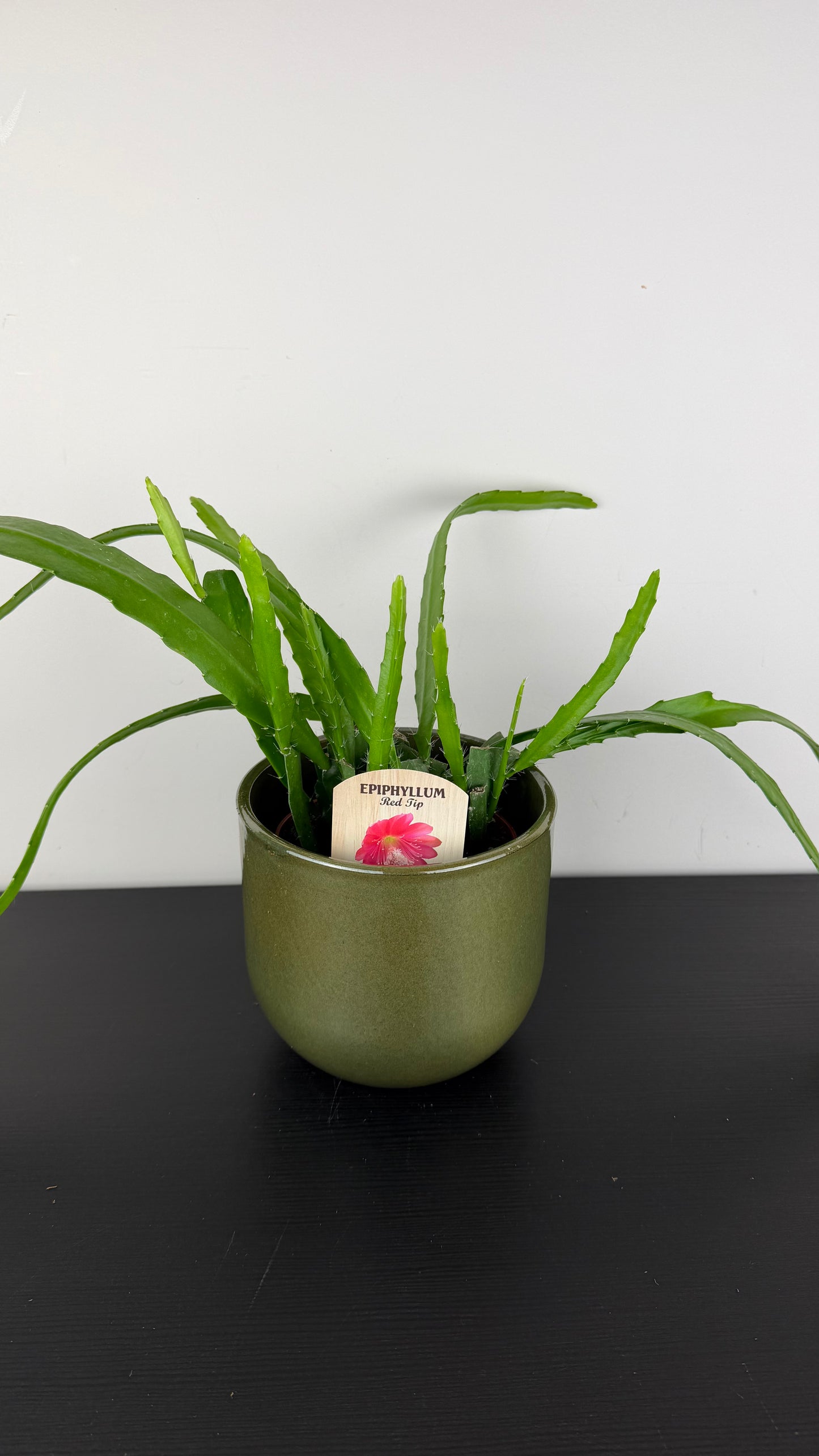 Epiphyllum Red Tip
