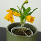 Cattleya 3