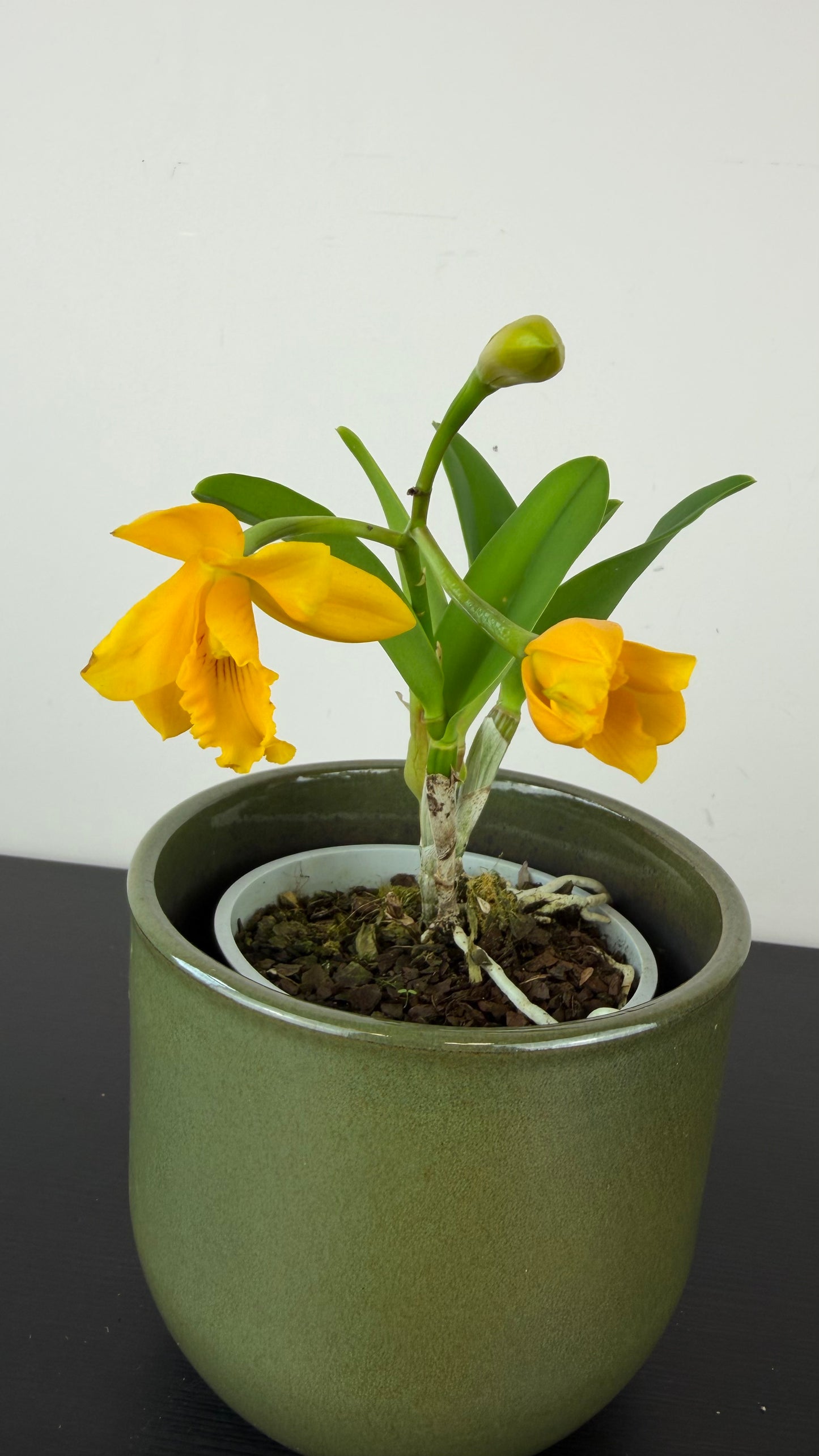 Cattleya 3